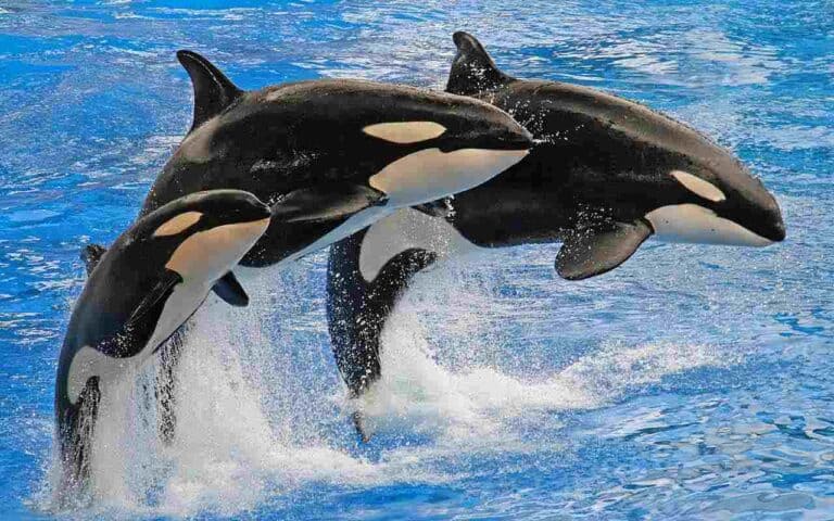 baleia-orca-caracter-sticas-alimenta-o-e-curiosidades