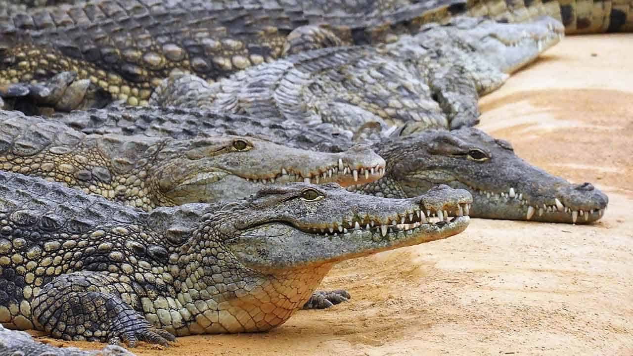 crocodilo do nilo Crocodylus niloticus