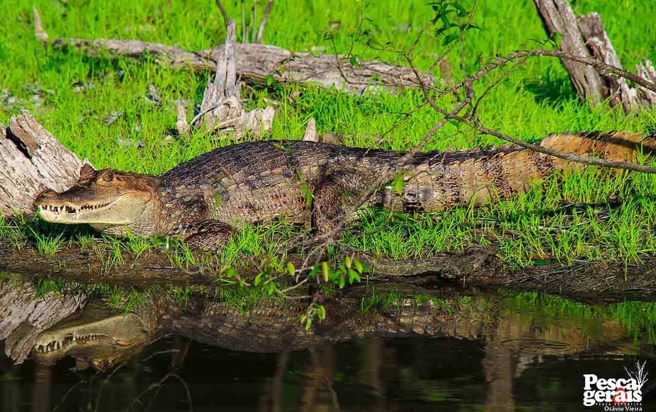 jacaretinga caiman