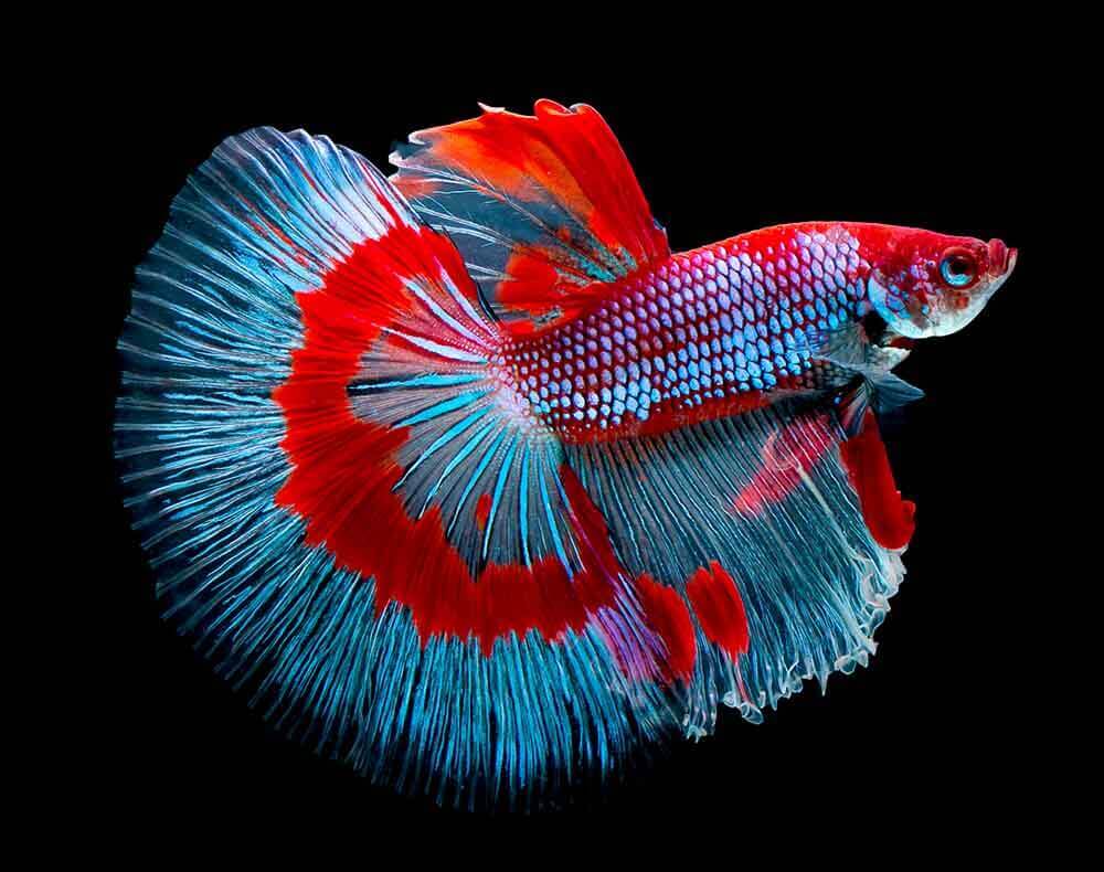 peixe de aquário betta