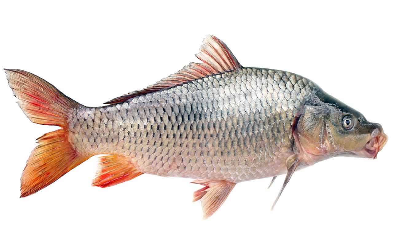 Principais espécies de carpas existentes e as características do peixe 5 peixe carpa em destaque