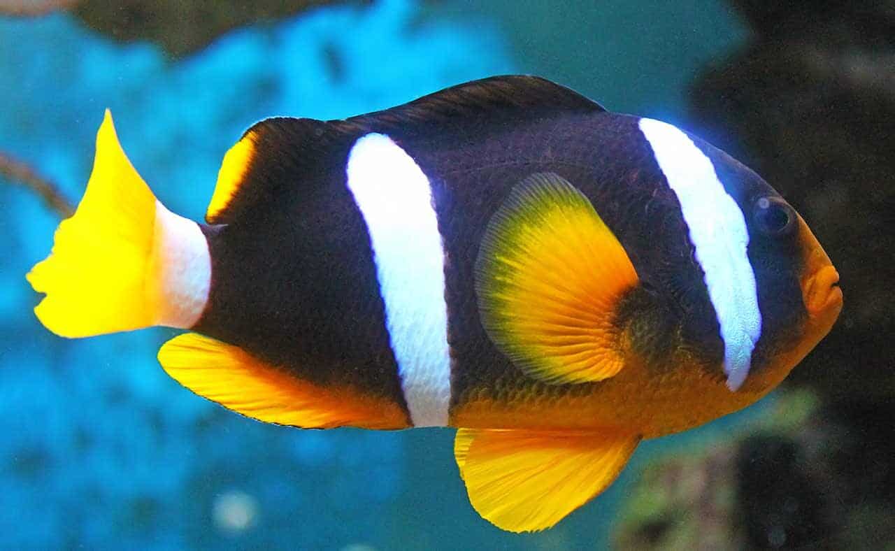 peixe-palhaço colorido