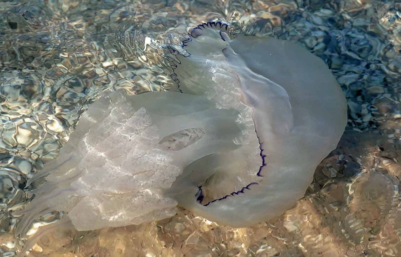 Água Viva, espécies, características, alimentação e as curiosidades 10 água-viva jellies