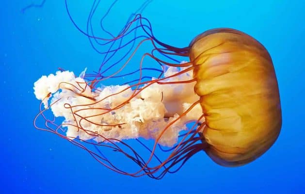 Água Viva: espécies, curiosidades e suas características