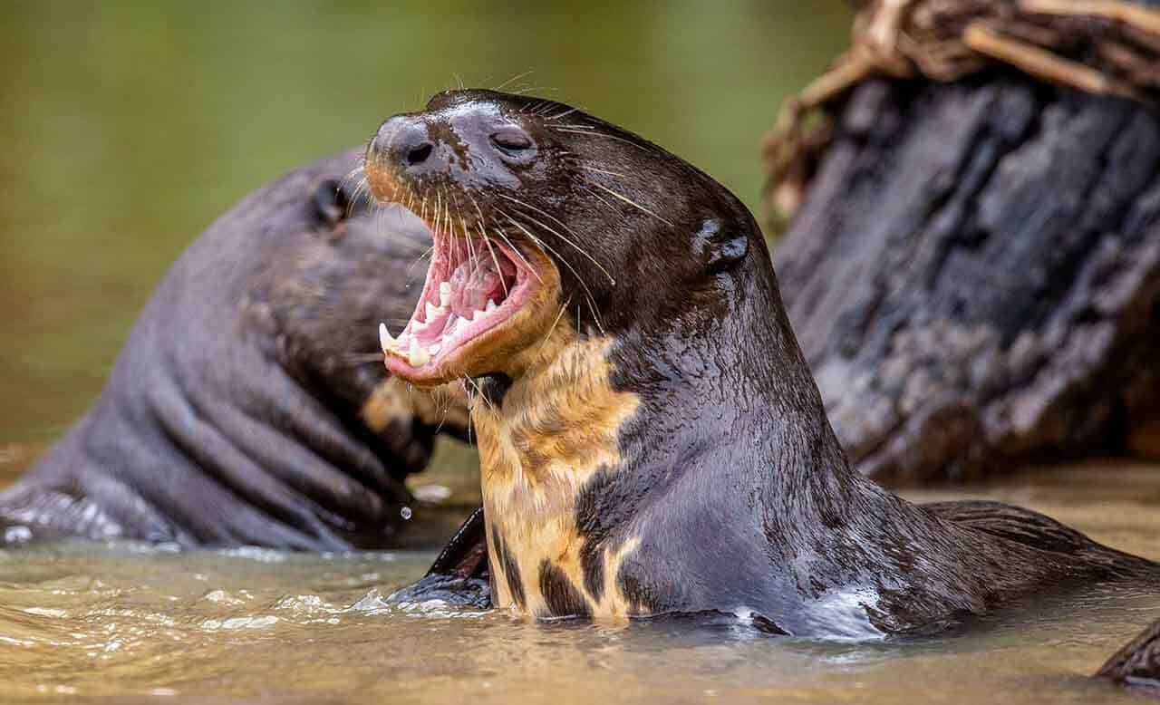 ariranha ou lontra de boca aberta
