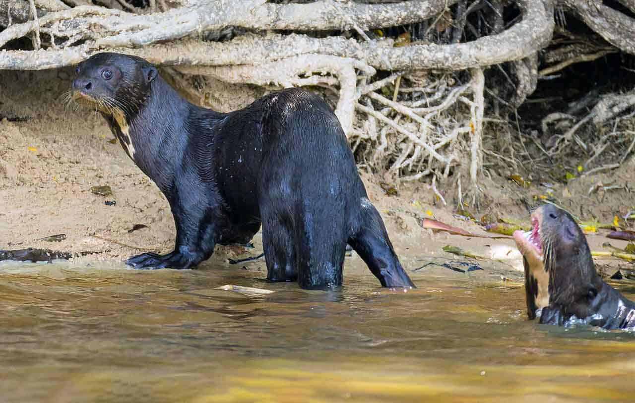 ariranhas ou lontras na beira do rio