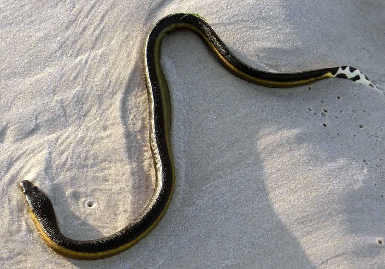 serpente marinha - cobra do mar