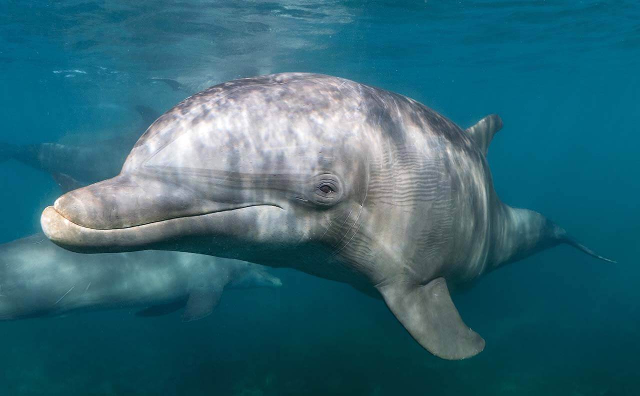 golfinho nadando no mar