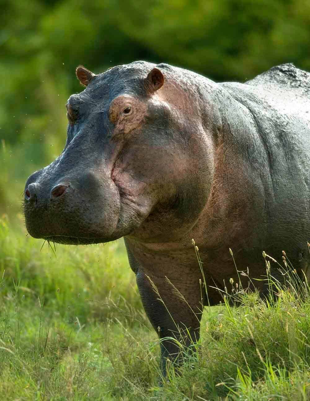 Hipopótamo: Espécies, características, reprodução e suas curiosidades 8 hipopótamo gigante