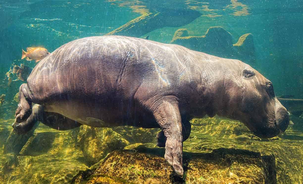 Hipopótamo: Espécies, características, reprodução e suas curiosidades 7 hipopótamo pigmeu no fundo do rio