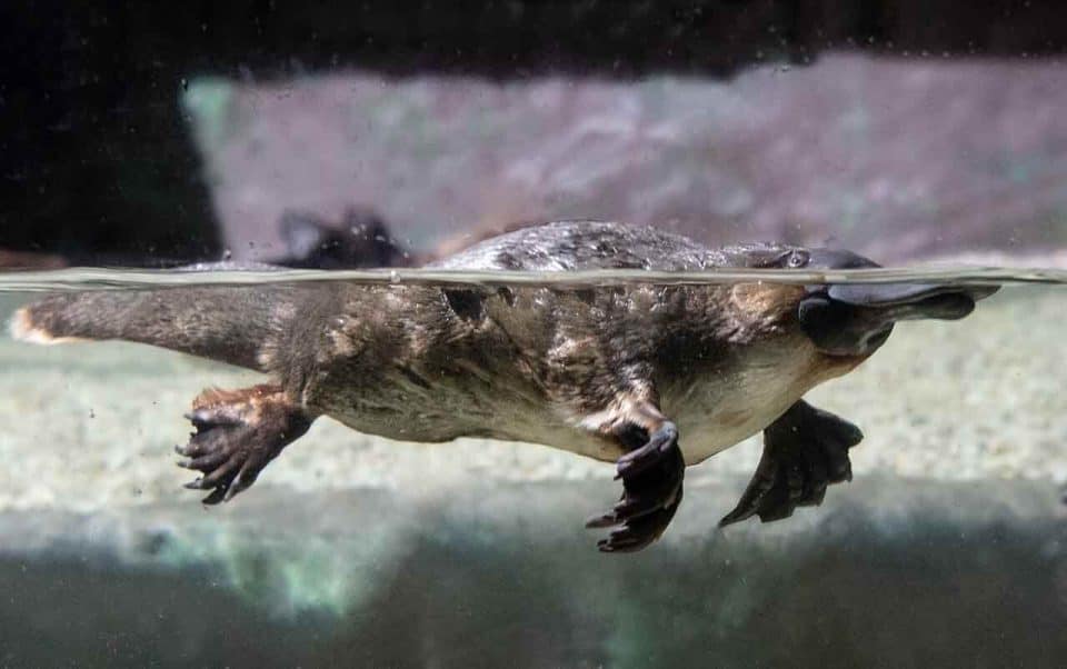 Ornitorrinco seu habitat, alimentação e as curiosidades