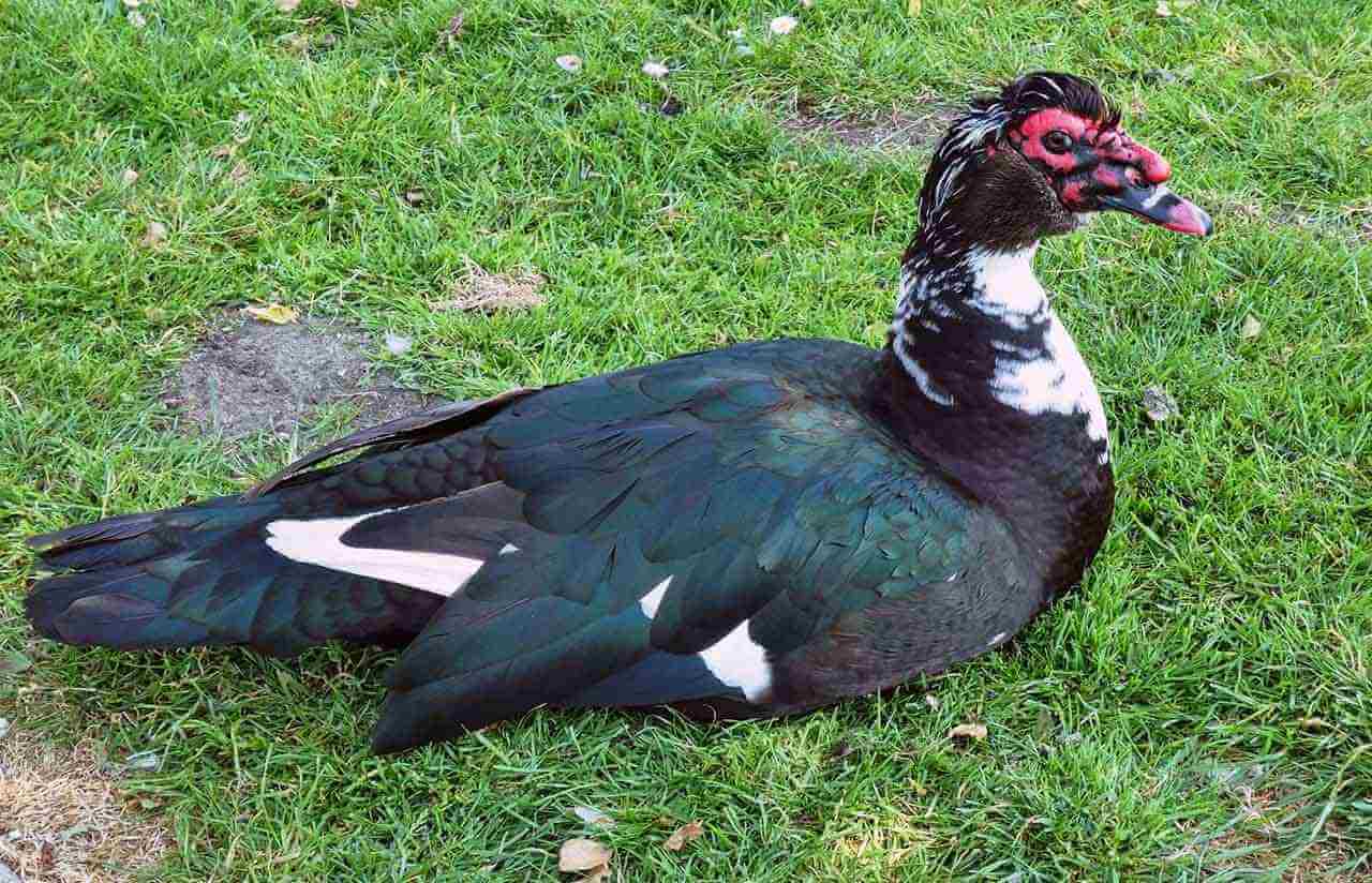 Pato selvagem: Cairina moschata também conhecido como pato do mato 4 Pato do Mato ou Pato Selvagem