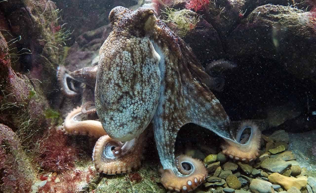 Polvo: Principais espécies, características, alimentação e curiosidade 6 polvo octopada