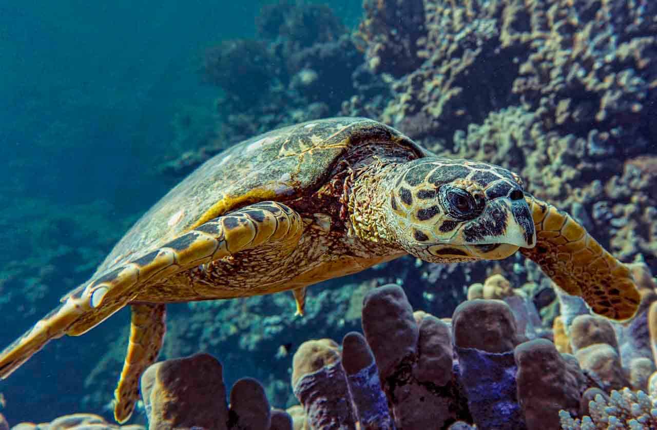 Tartaruga-de-pente nadando em um recife de coral