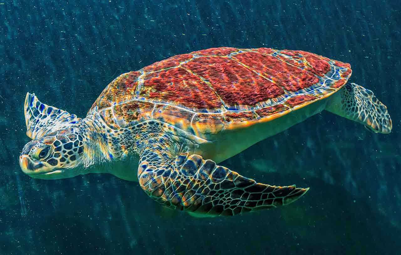 tartaruga-verde Chelonia mydas