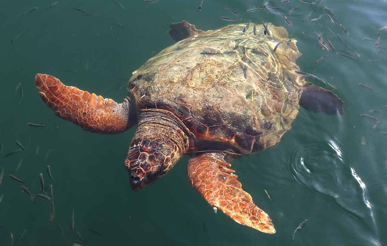 Tartaruga Cabeçuda Carreta-carreta espécie marinha ameaçada extinção 4 tartaruga cabeçuda ou comum