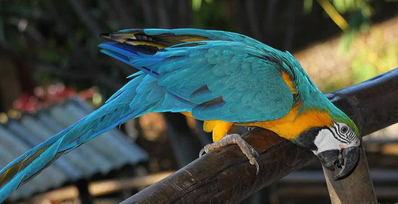 arara-canindé pousada no tronco