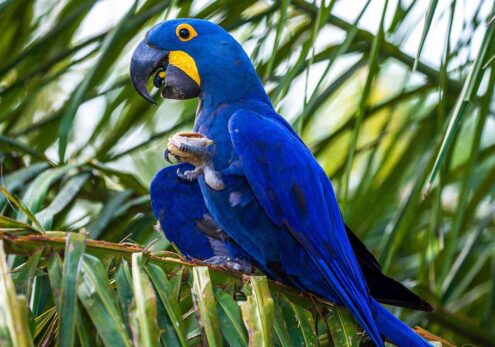 Arara-azul: reprodução, características, risco de extinção