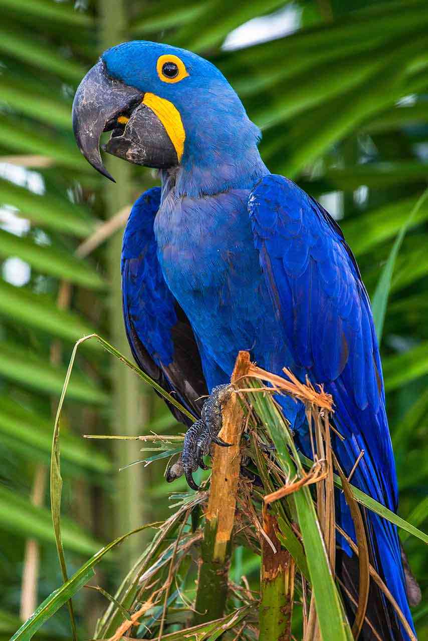arara-azul pousada na galha