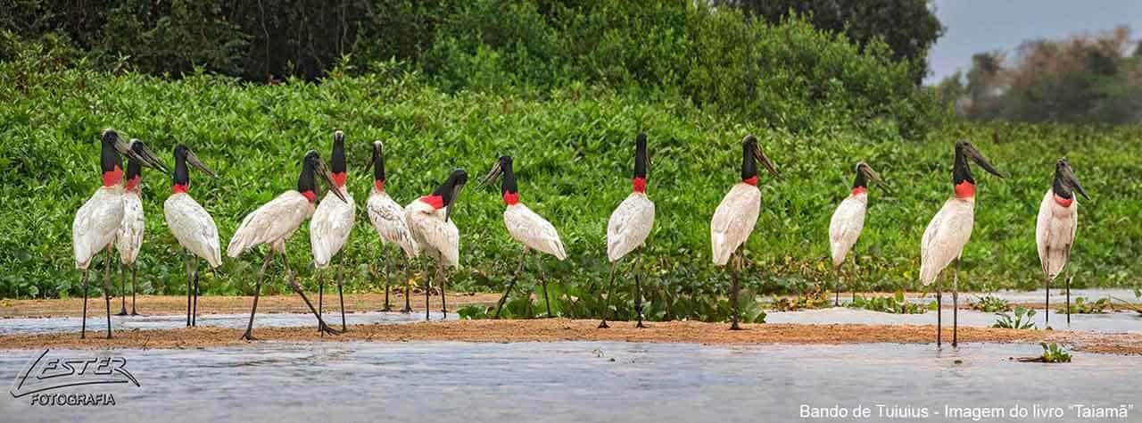 Tuiuiú, ave símbolo do Pantanal, seu tamanho, onde vive e curiosidades 8 bando de tuiuiú