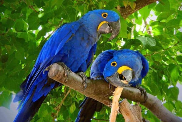 Arara-azul: reprodução, características, risco de extinção