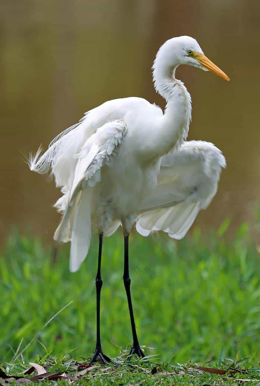 Garça-branca: onde encontrar, espécies, alimentação e sua reprodução 7 garça-branca com as assas abertas