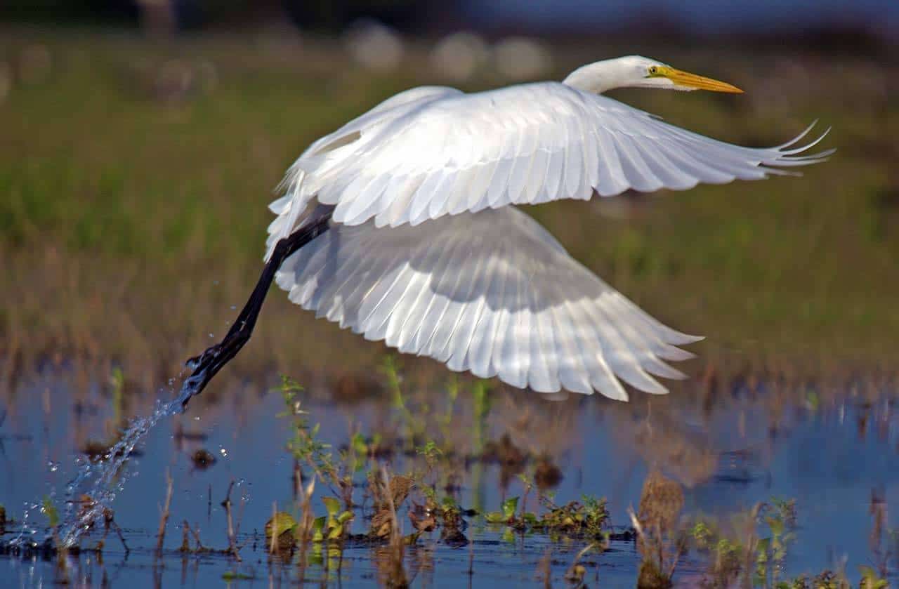Garça-branca: onde encontrar, espécies, alimentação e sua reprodução 6 garça-branca levantando voo do lago