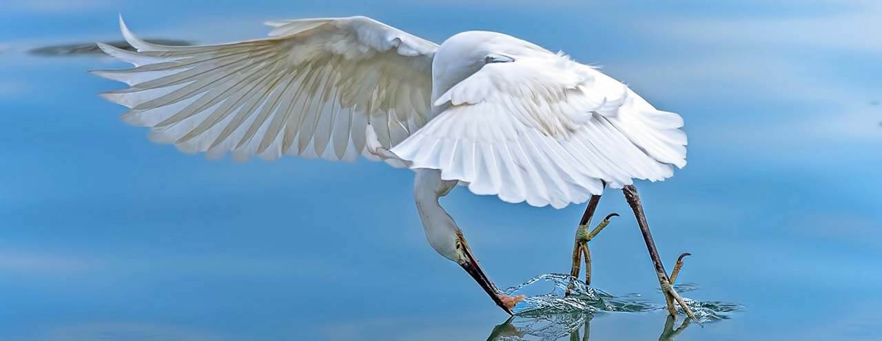 Garça-branca: onde encontrar, espécies, alimentação e sua reprodução 8 garça-branca retirando o alimento da água