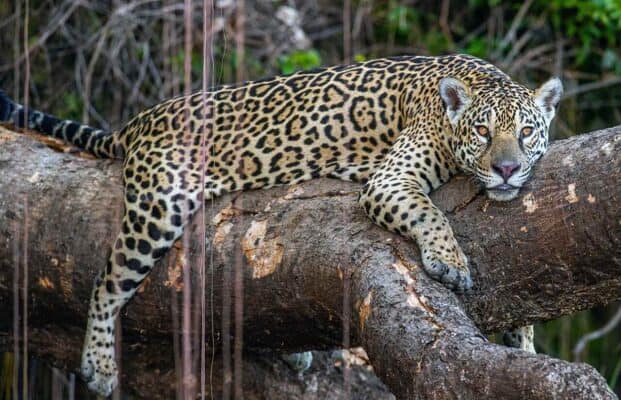 Onça Pintada Onde Vive | Onca Pintada Brazil – EHHCSE