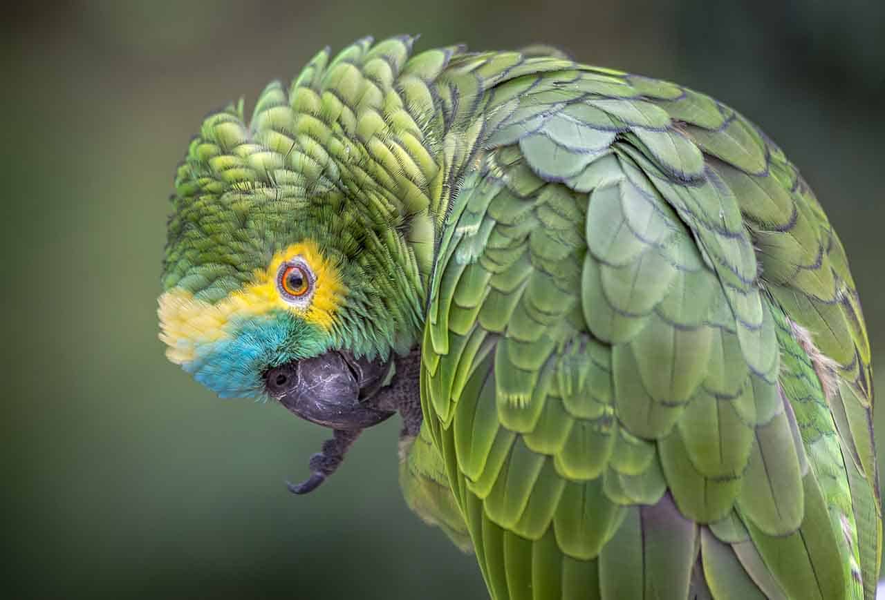 papagaio verdadeiro conçando o pe