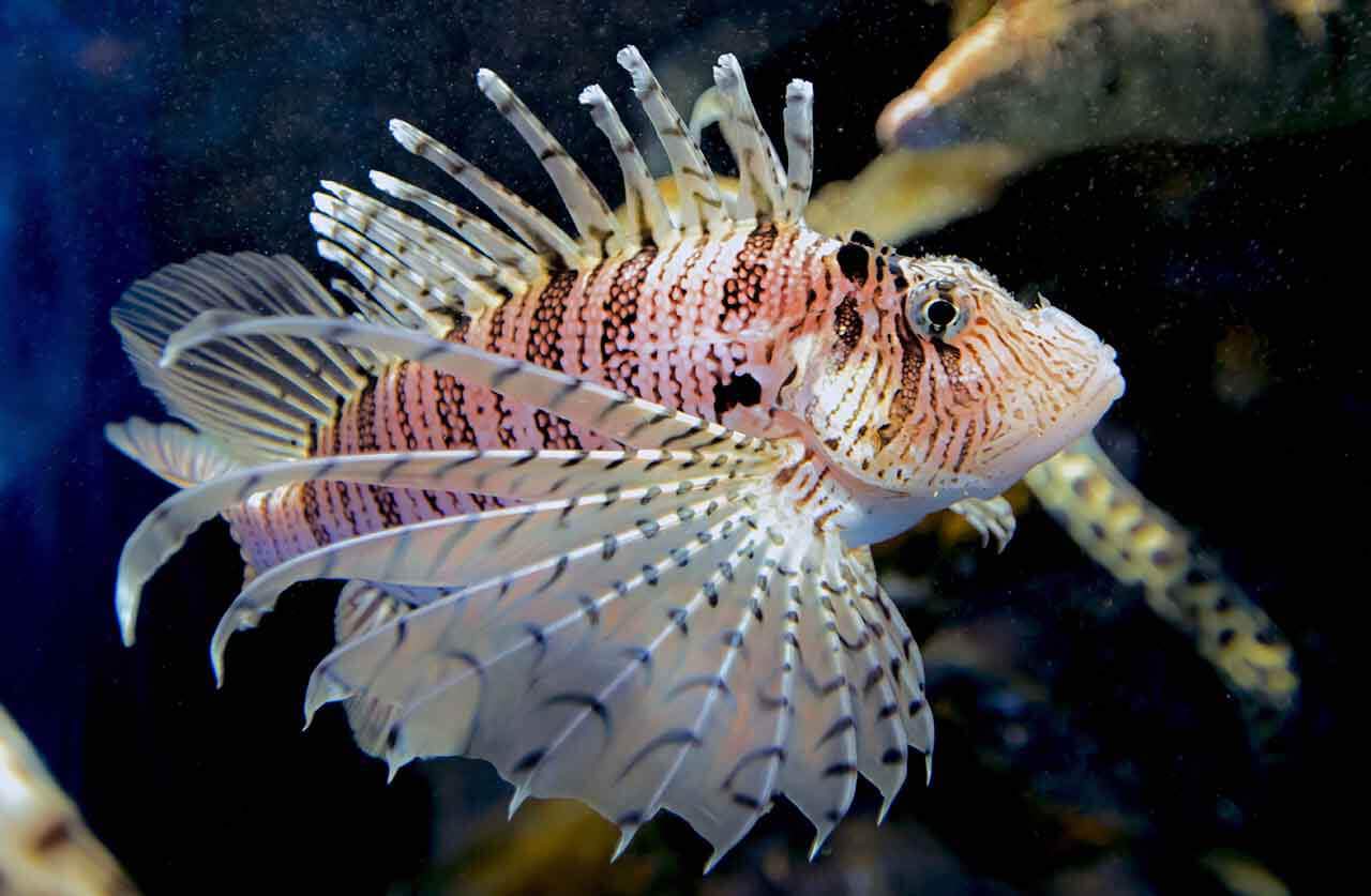 peixe-leão venenoso