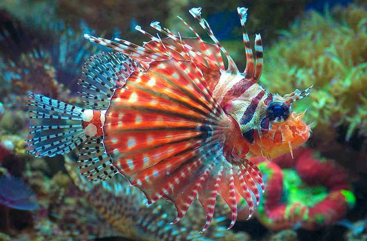 peixe-leão colorido