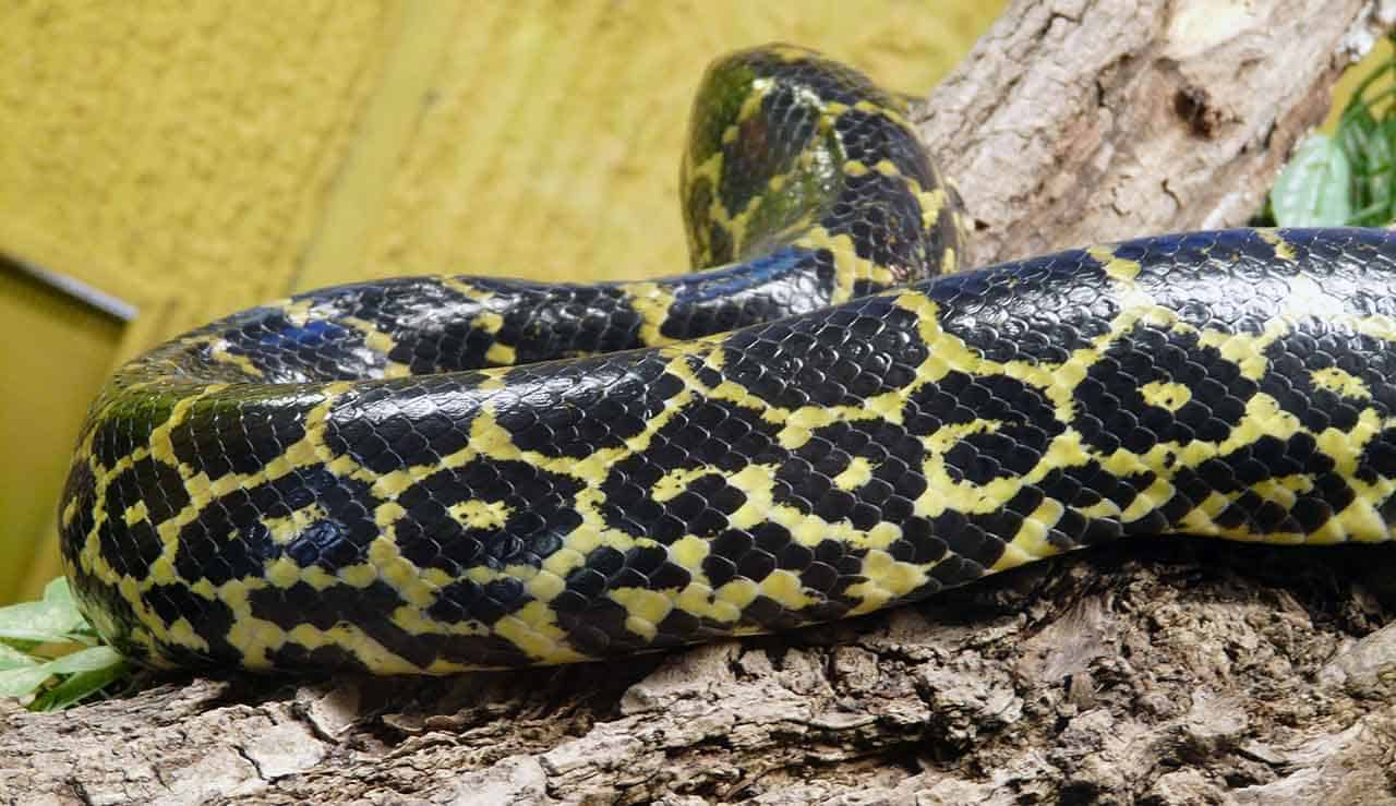 detalhe da cobra sucuri amarela