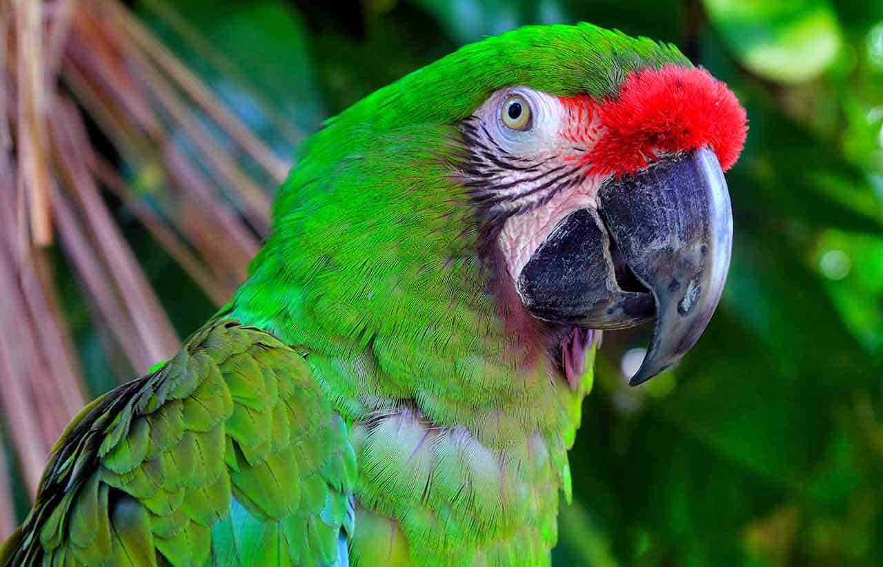 Arara Militar (Ara militaris) arara militar destaque na cabeça