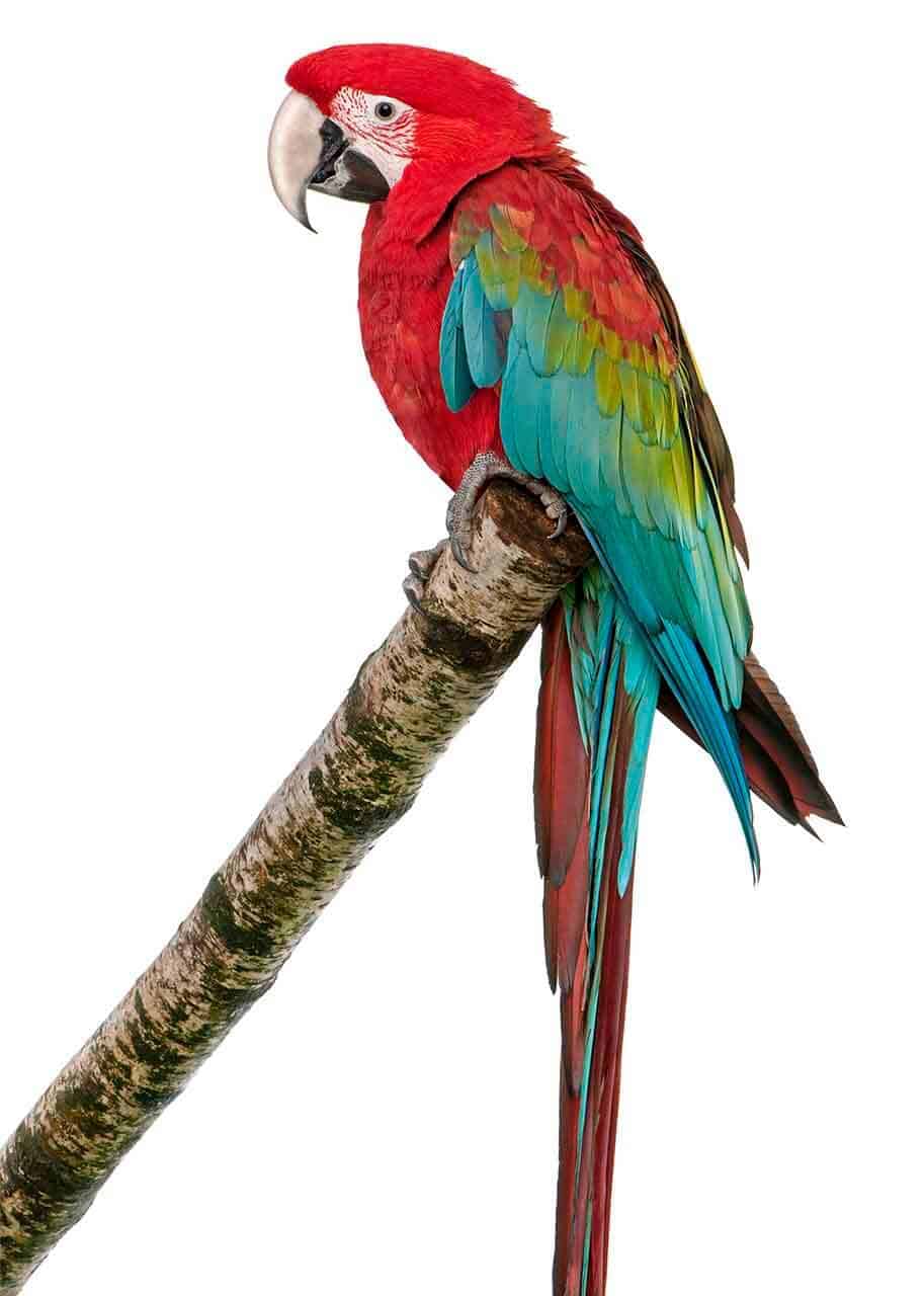 araracanga ave da espécie arara