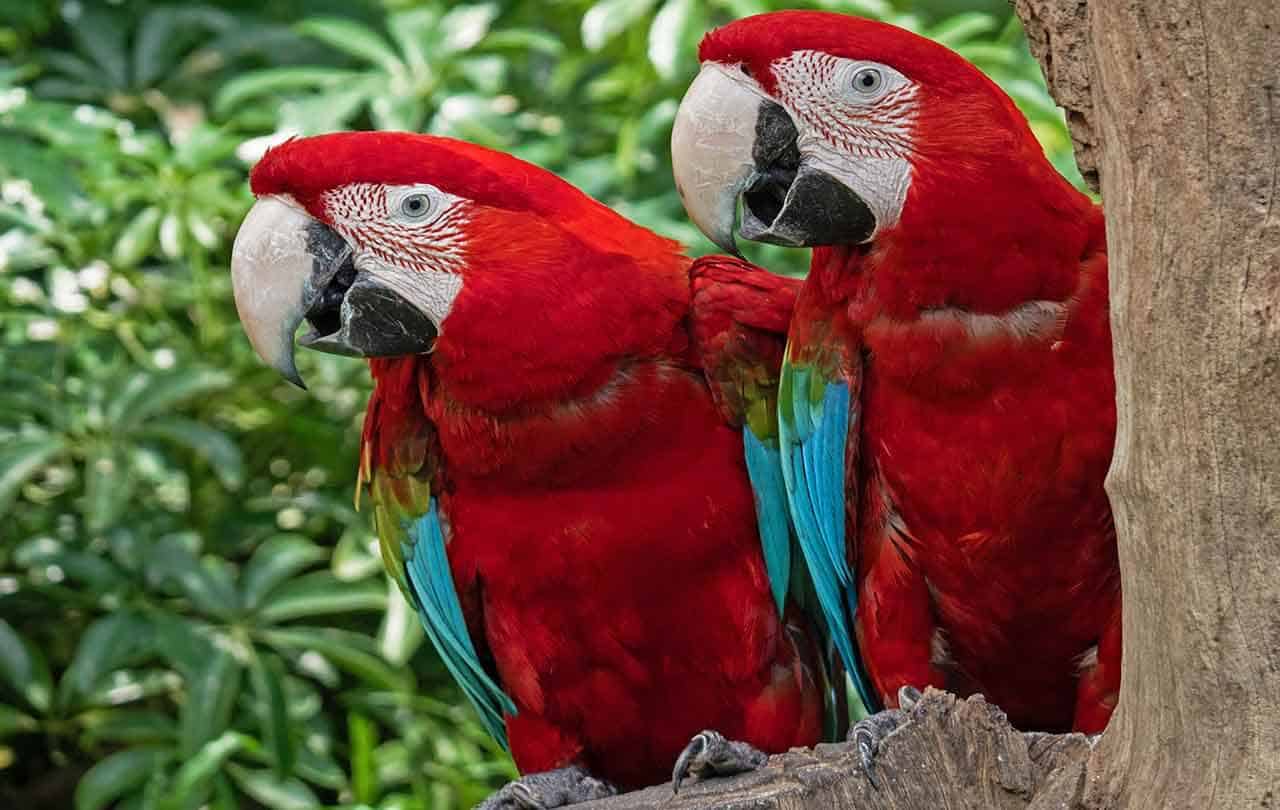 duas Ara macao atrás do tronco