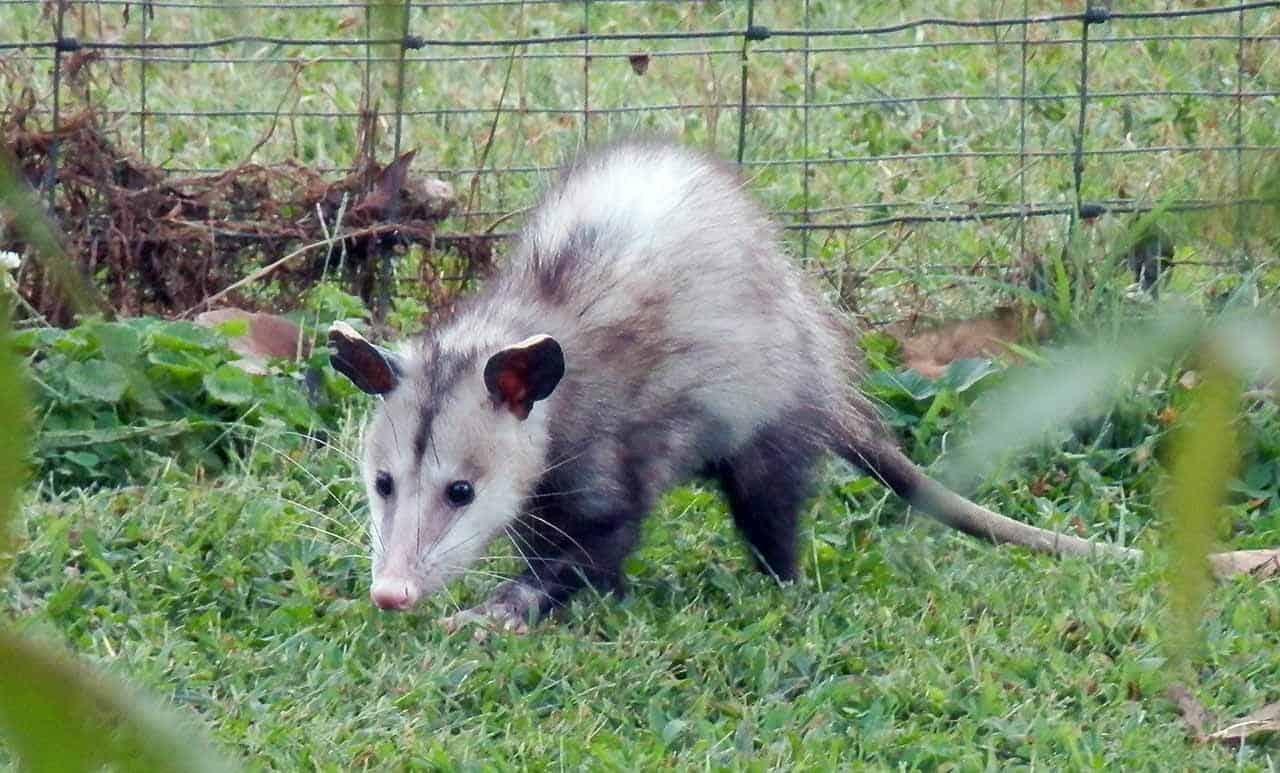 gamba didelphis sarigueia
