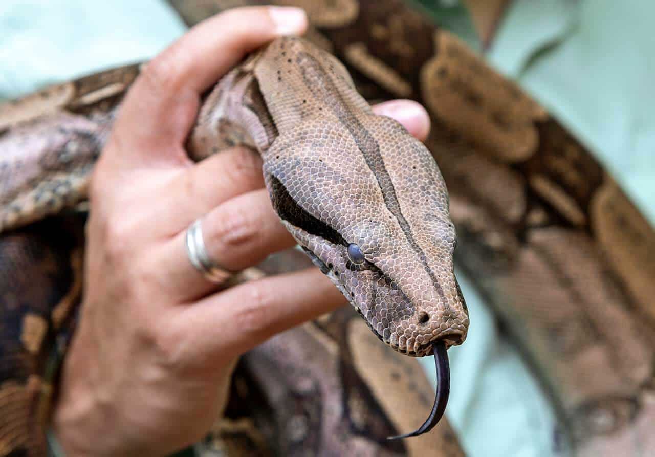 jiboia boa-constrictor