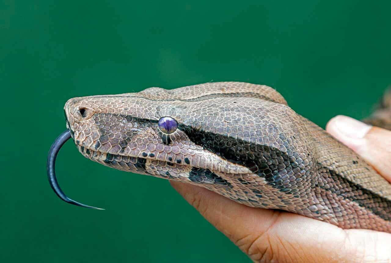 jiboia boa constrictor