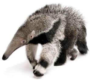 Tamanduá-bandeira: características, habitat, alimentação e reprodução 8 tamanduá