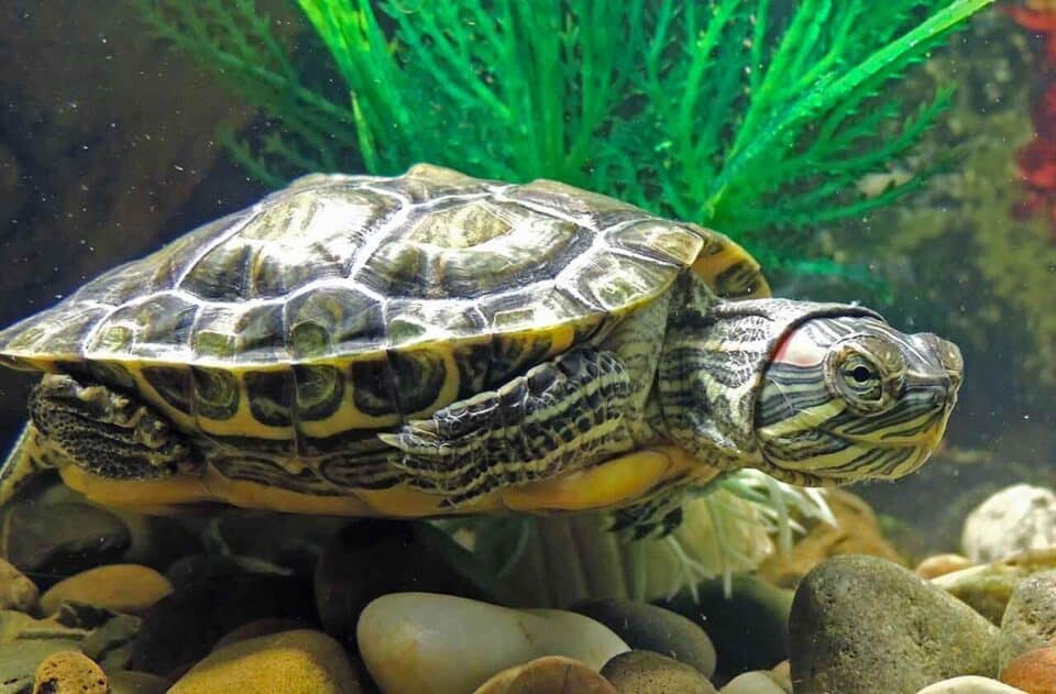 Tartarugas domésticas: os tipos e os cuidados para esse pet