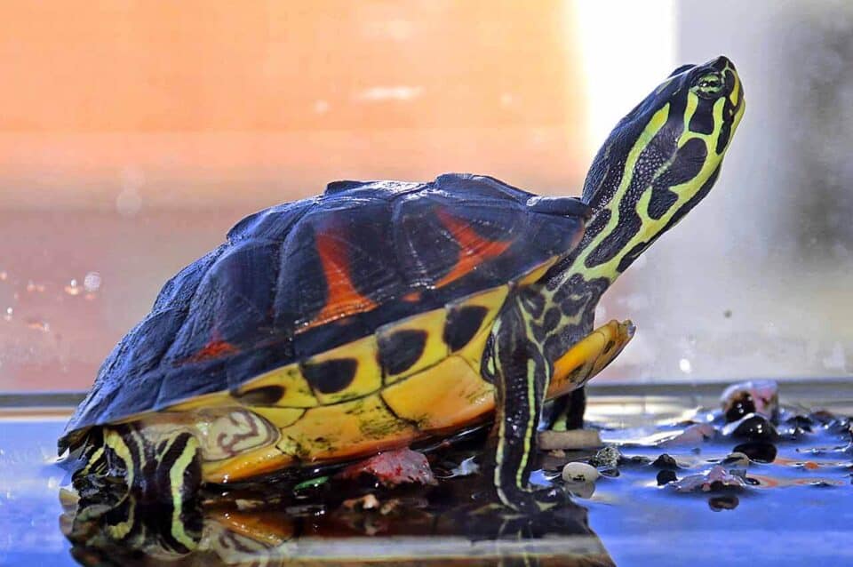 Tartarugas Domésticas: Os Tipos E Os Cuidados Para Esse Pet