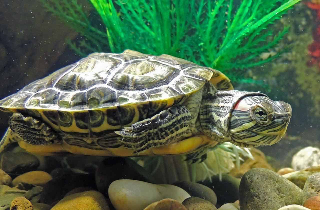 Tartarugas domésticas: quais os tipos e cuidados com esse pet exótico 8 turtle