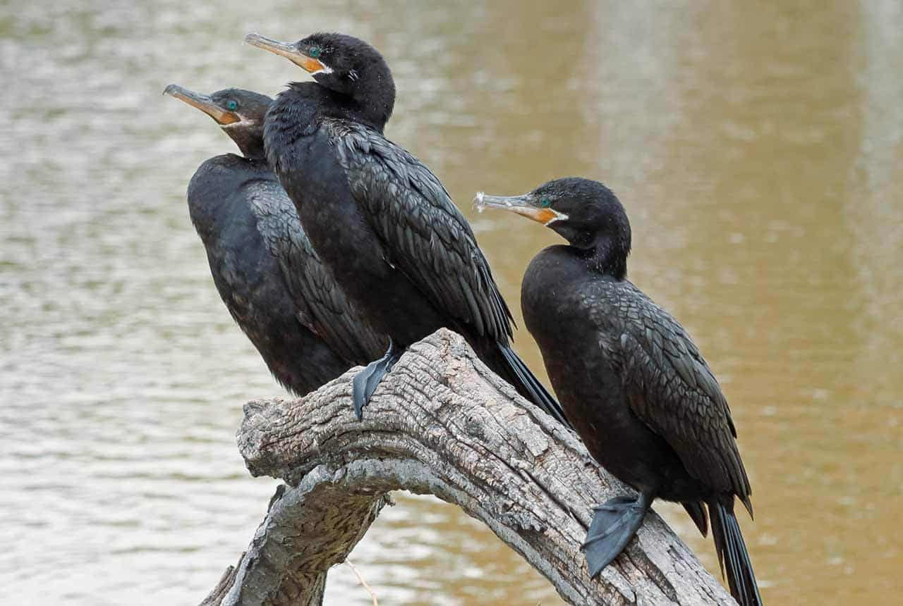 Biguá: alimentação, características, reprodução, curiosidades, habitat 8 três biguas no tronco
