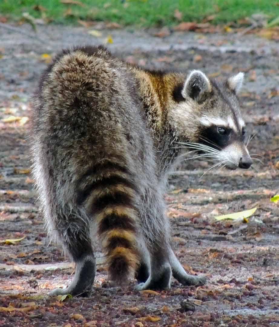 guaxinim procyon cancrivorus