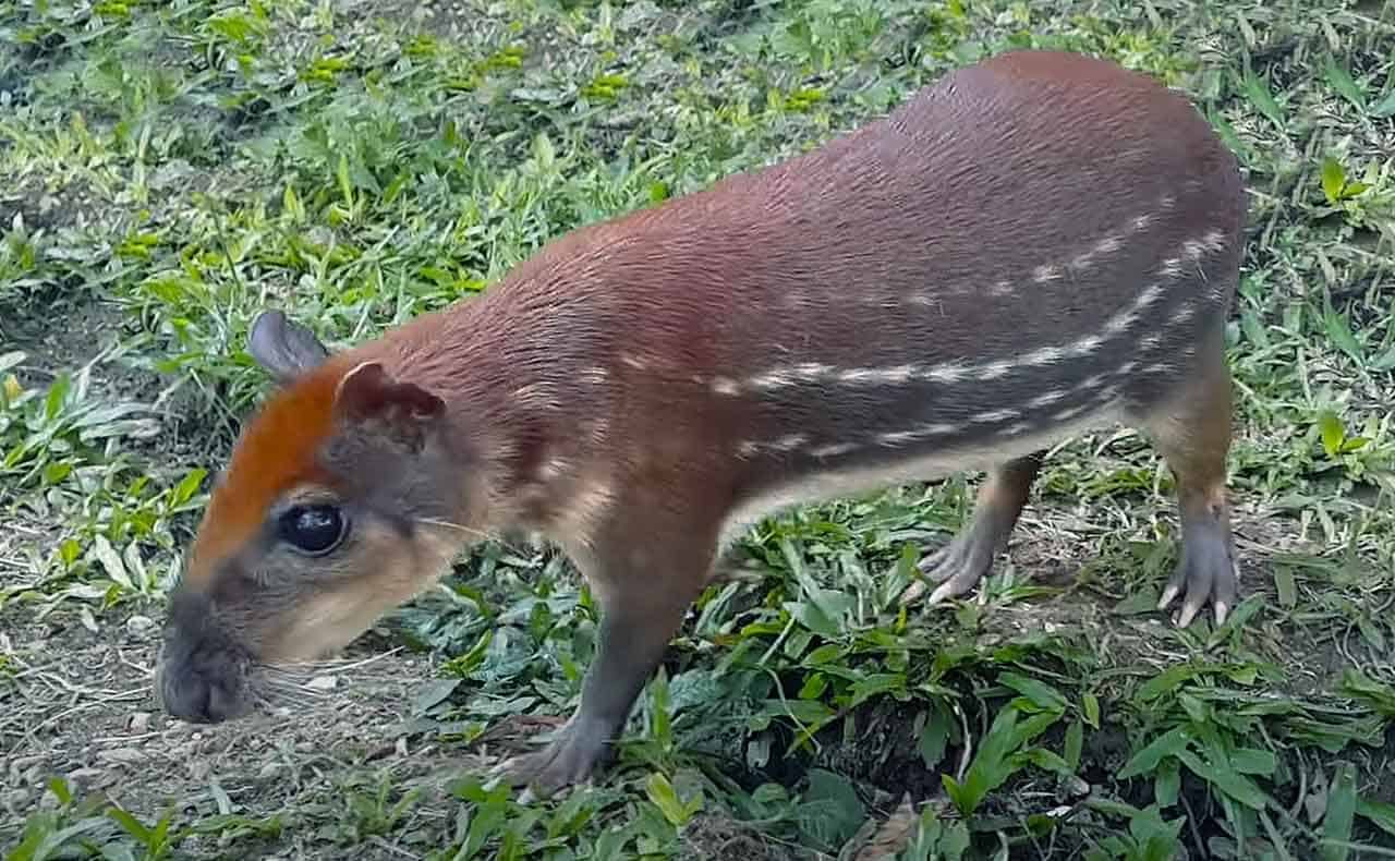 Paca: características, reprodução, alimentação, habitat e curiosidades 6 paca - Cuniculus paca