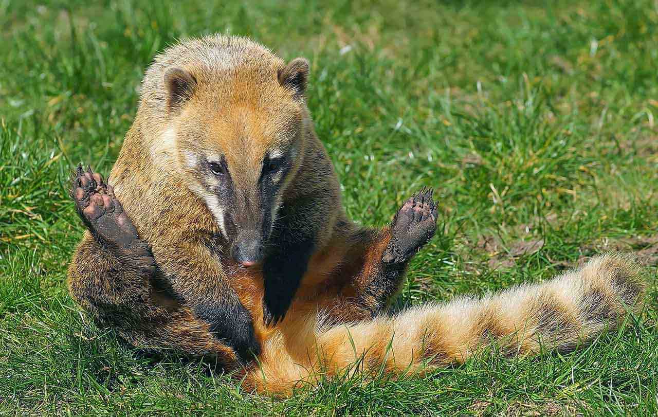 Quati: o que gosta de comer, sua família, reprodução e habitat 5 quati nasua-nasua