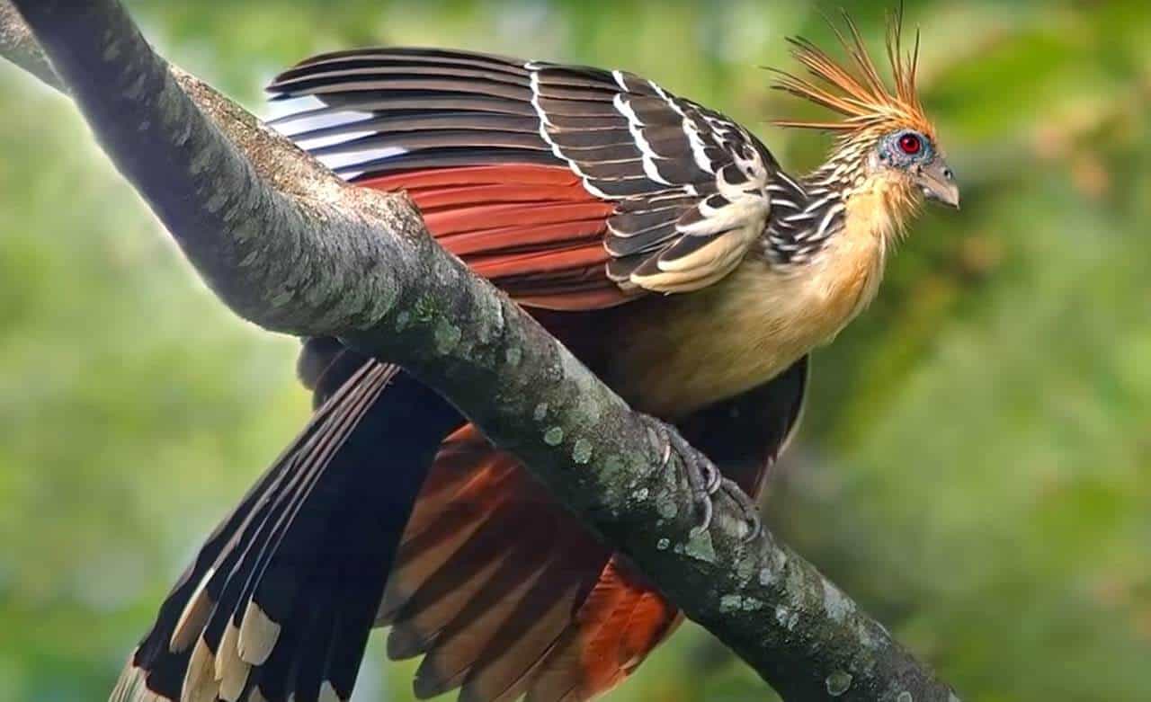 Cigana: características, alimentação, reprodução e suas curiosidades 6 ave-cigana jacu-cigano