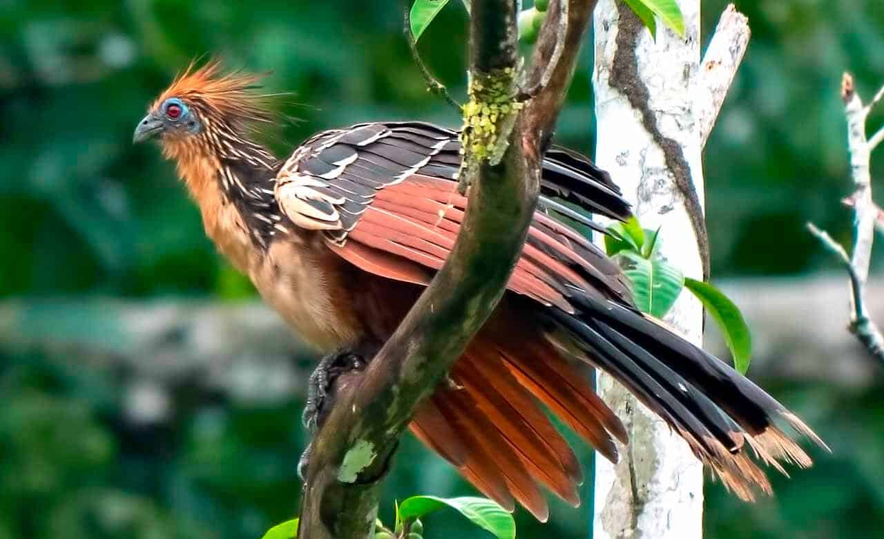 Cigana: características, alimentação, reprodução e suas curiosidades 5 ave cigana