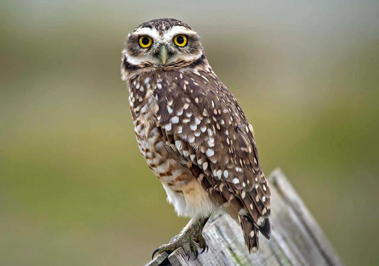 Corujaburaqueira o que come, habitat e quanto tempo vive